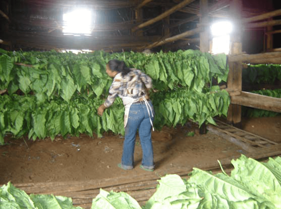 Tobacco Factory Plantations